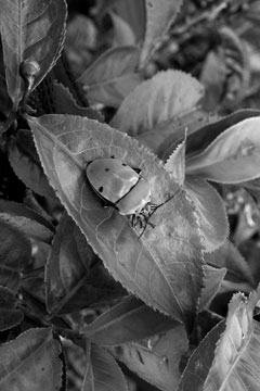 無農薬プーアル茶