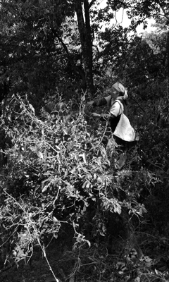 古茶樹プーアル茶